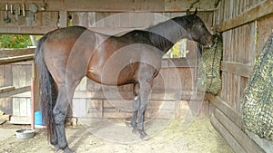 Dark bay Thoroughbred horse eating hay