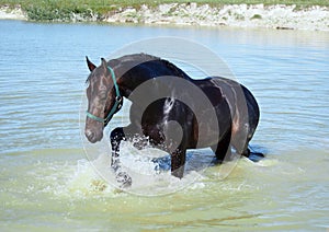 The dark bay warmblood horse  in water in hot summer day