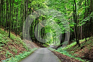 Dark beech forest with ace road