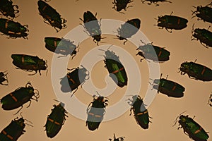 Dark beetle insect display