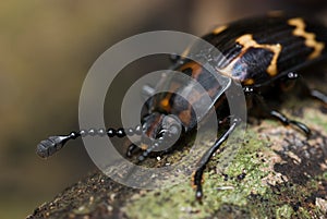 Dark Beetle macro