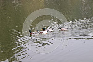 Dark birds Natural beauty Gangtok Sikkim north east seven sister india