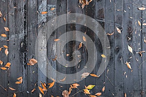 Dark black boards background with blotches of red color and yellow autumn leaves. Old wet wood texture pattern after rain with