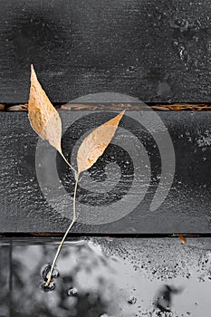 Dark black boards background with blotches of red color and yellow autumn leaves. Old wet wood texture pattern after rain with