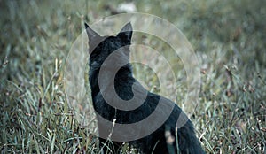 Dark black cat on alert in the wild, look out for preys, sharp ears listening closely