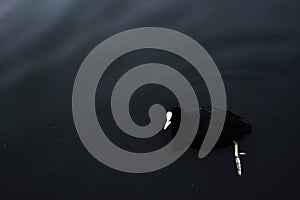 Dark black duck swimming in the water of Spaarne river. Detailed paw under clear water. Mysterious image with gothic