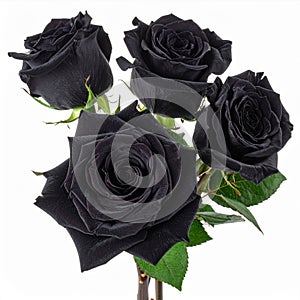 Dark Black Roses Close Up
