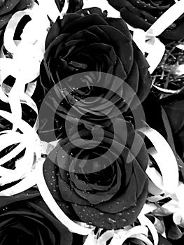 Dark black roses