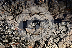 Dark black the texture of a birch mushroom outgrowth on a tree trunk  in  shine on the sunlight