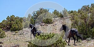 Dark black wild horses of spanish descent running wild in the mountains of the western USA