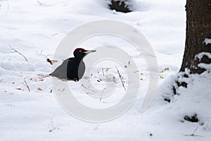 Dark Black woodpecker Dryocopus martius on a snowy ground