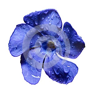 Dark blue bellflower, latin Campanula, flower with water drops from rain, close-up