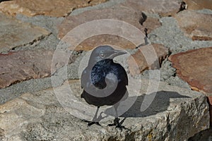 Dark blue bird at stone wall by Cape of good hope