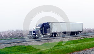 Dark blue classic semi truck with chrome dry van trailer on blooming trees spring road