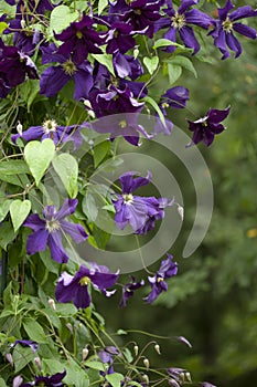 Dark blue clematis on trellis