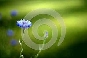 Dark blue cornflower