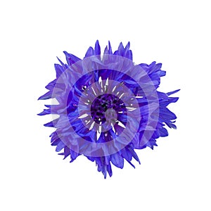 Dark Blue cornflower