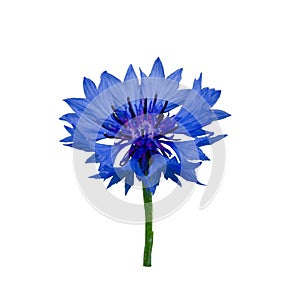 Dark Blue cornflower