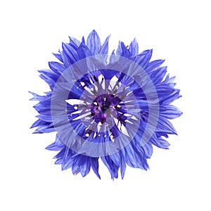 dark blue cornflower