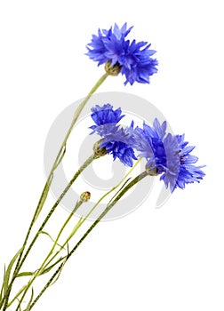 dark blue cornflower