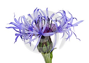 Dark blue cornflower single bloom on white
