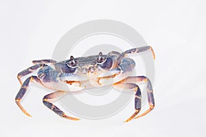 Dark blue crab