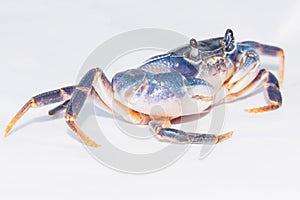 Dark blue crab