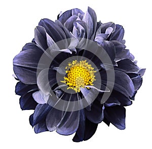 Dark blue dahlia. Flower on a white isolated background with clipping path. For design. Closeup.