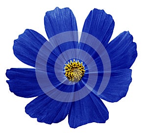 Dark Blue flower Kosmeja white isolated background with clipping path. No shadows. Closeup.