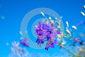 Dark-blue flowers on the clear blue sky