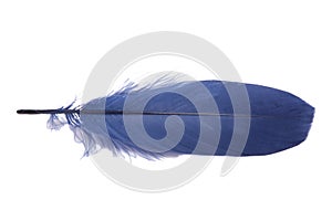 Dark Blue fluffy feather isolated on the white
