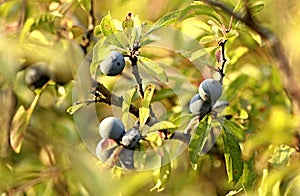 Dark blue fruits of a blackthorn bush