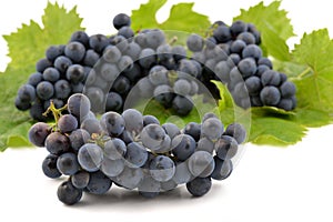 Dark blue grape bunch.