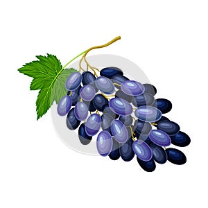 Dark Blue Grape with Ellipsoid Berries Growing in Cluster Vector Illustration