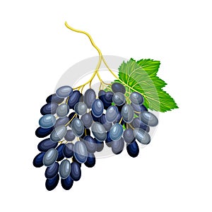 Dark Blue Grape with Ellipsoid Berries Growing in Cluster Vector Illustration