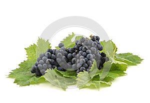 Dark blue grape of Muscat.