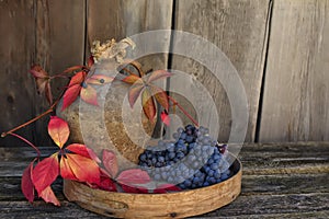 Dark blue grapes, bright red liyat wild grape and old jug