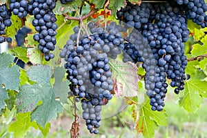 Dark blue grapes on vines