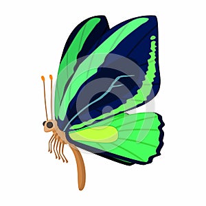 Dark blue-green butterfly icon, cartoon style