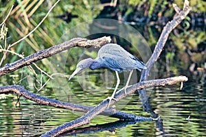 Dark blue heron bird Everglades Florida