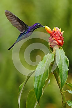 Dark blue hummingbird Violet Sabrewing from Costa Rica flying next to beautiful red flower