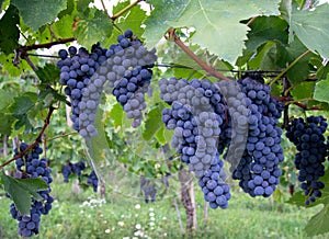 Dark blue Italian grapes, growing on the vine. Lunigiana, Italy, grown for wine.
