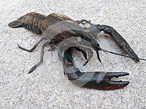 Dark blue lobster, freshwater crustaceans