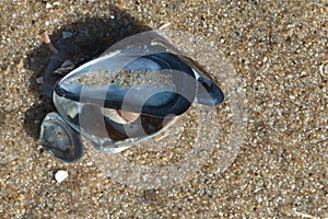 A dark blue mussel lies on the fine, wet sea sand.