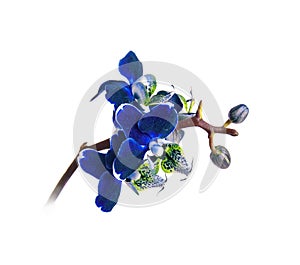 Dark blue orchid phalenopsis branch in blooms closeup flower isolated on white background. Symbol of luxury