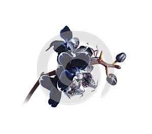 Dark blue orchid phalenopsis branch in blooms closeup flower isolated on white background. Symbol of luxury
