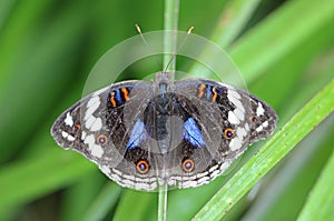 Dark blue Pansy photo