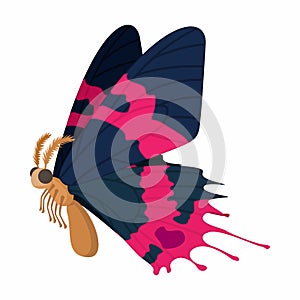 Dark blue-pink butterfly icon, cartoon style