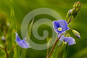 A tiny blue field flower growing among the grass.