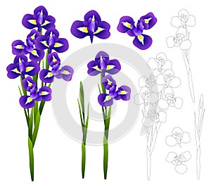 Dark Blue Purple Iris Flower. Vector Illustration. isolated on White Background.
